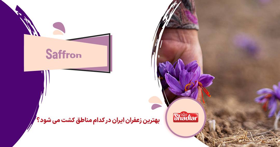 بهترین زعفران ایران در کجا کشت می شود؟