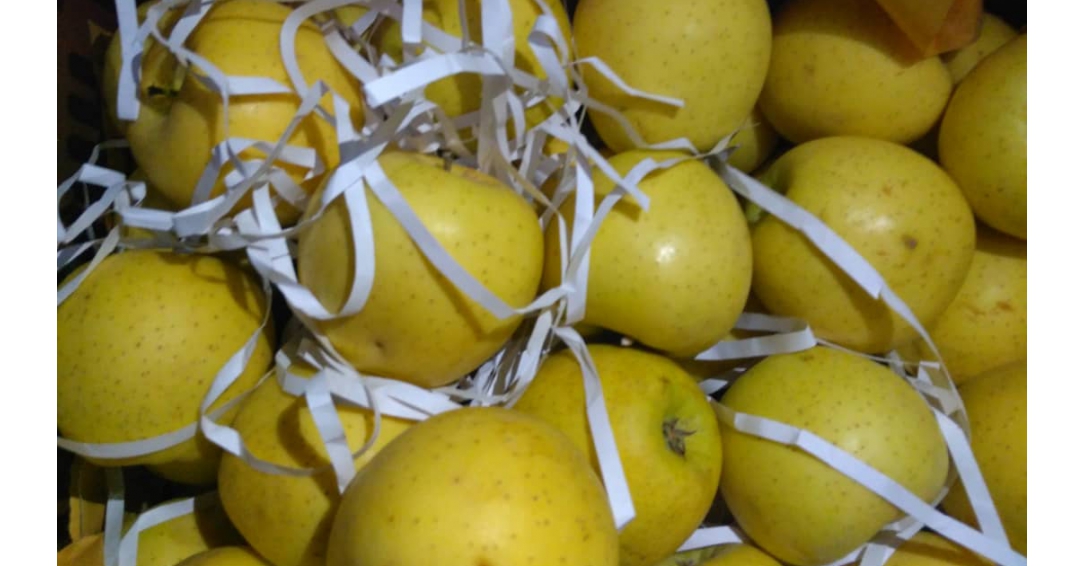 Exporting Red & Yellow Apple