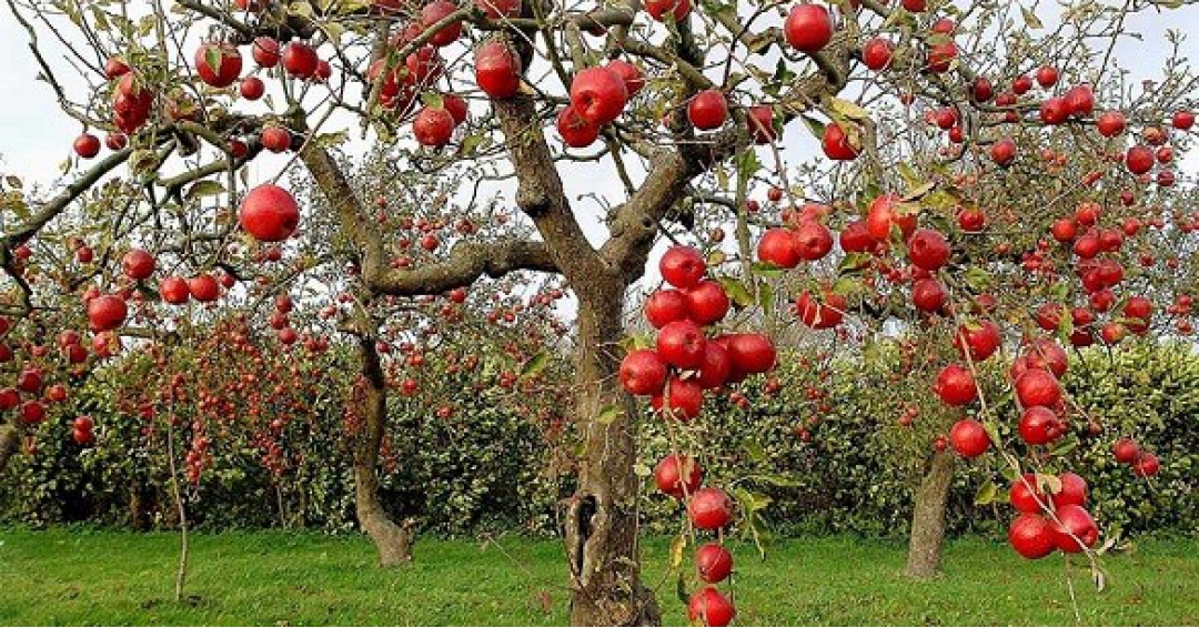 صادرات سیب زرد و قرمز ممتاز