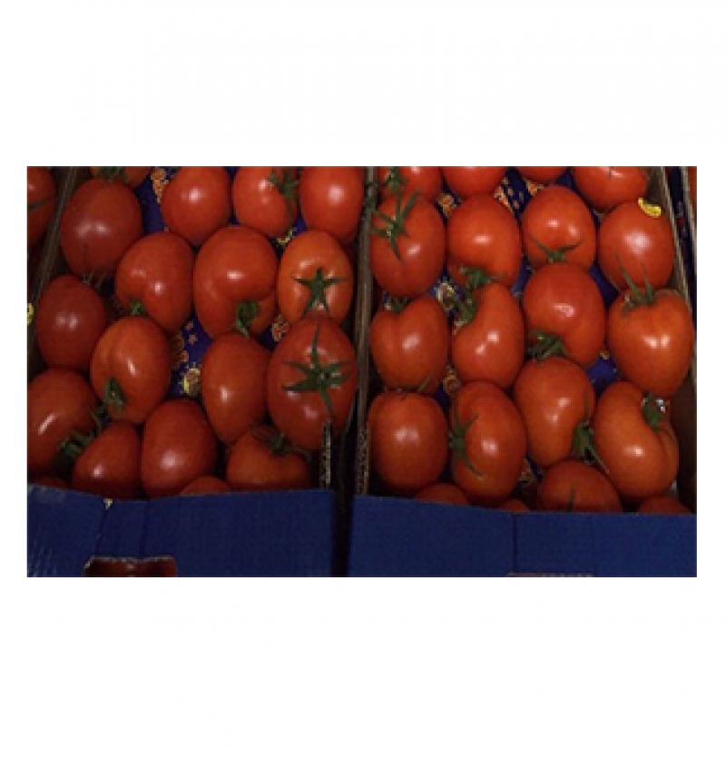 گوجه فرنگی صادراتی ایران