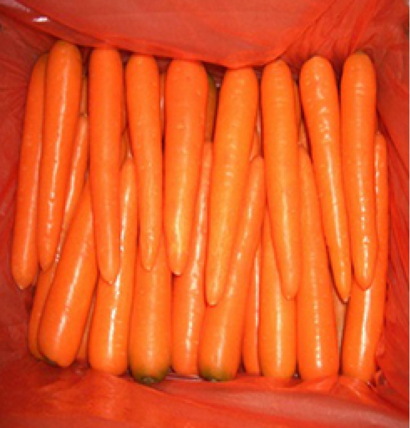 Iranian Export Carrot