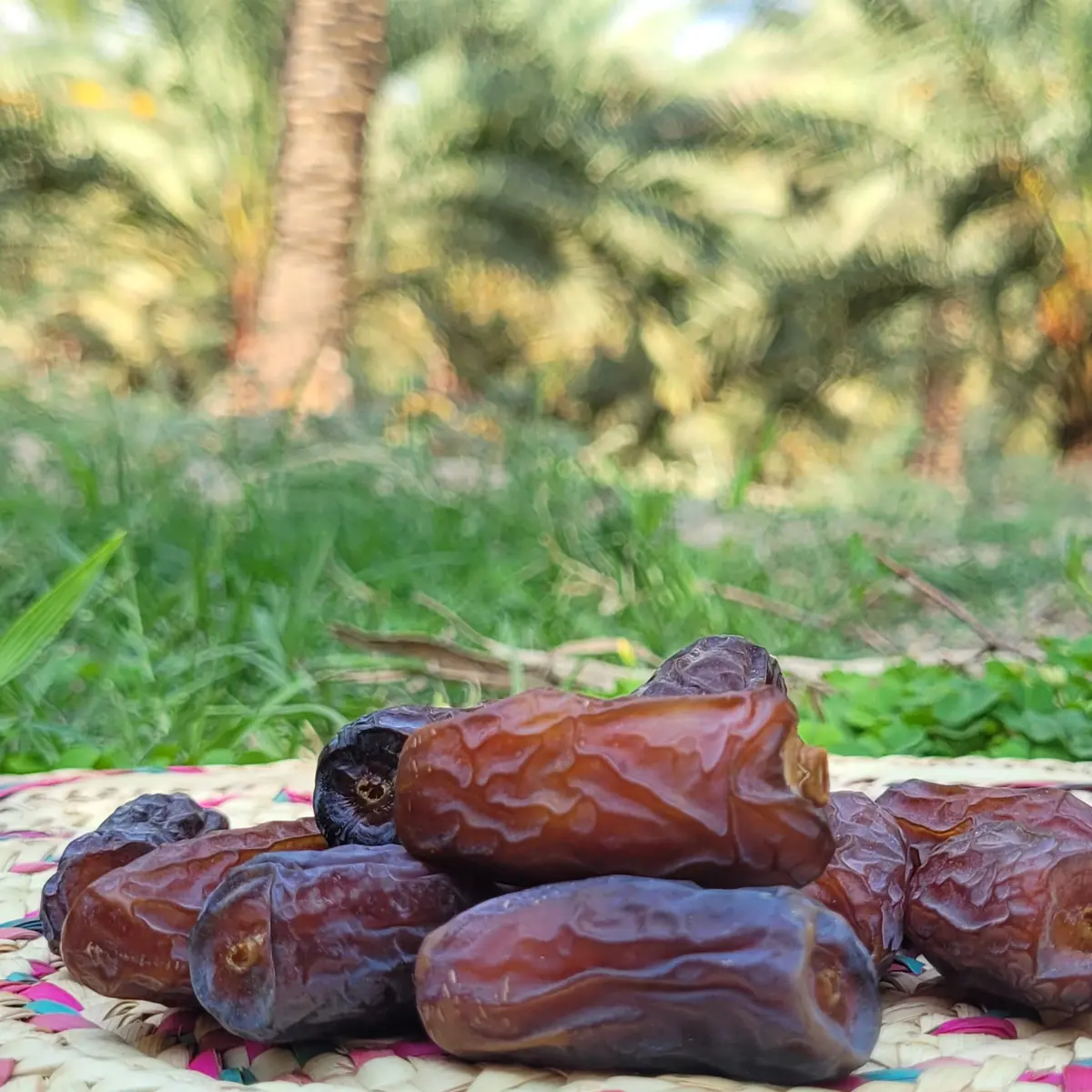 Piarom Dates