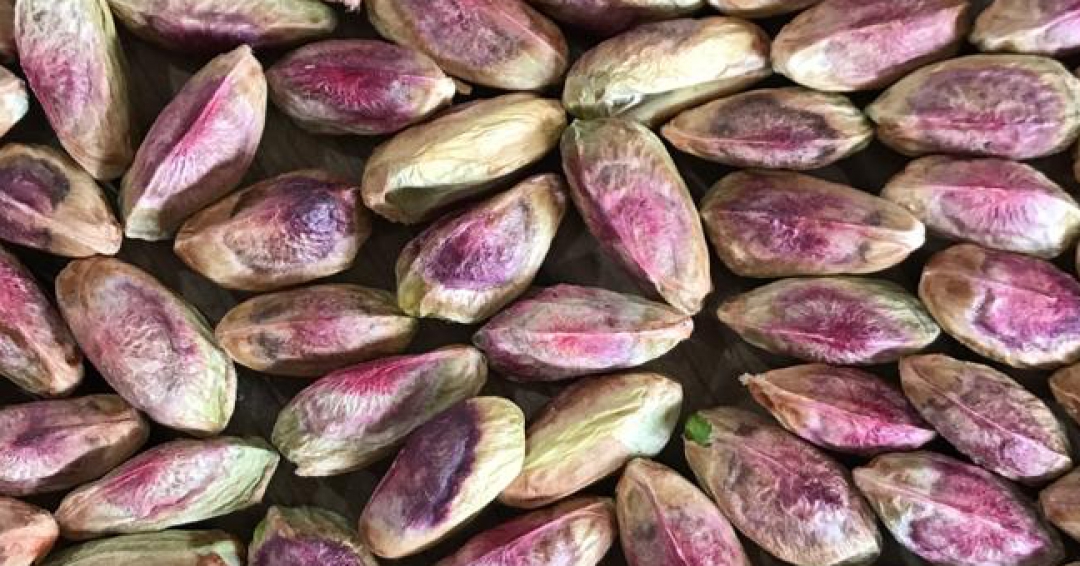 مرغوبترین پسته استانهای یزد - کرمان - خراسان