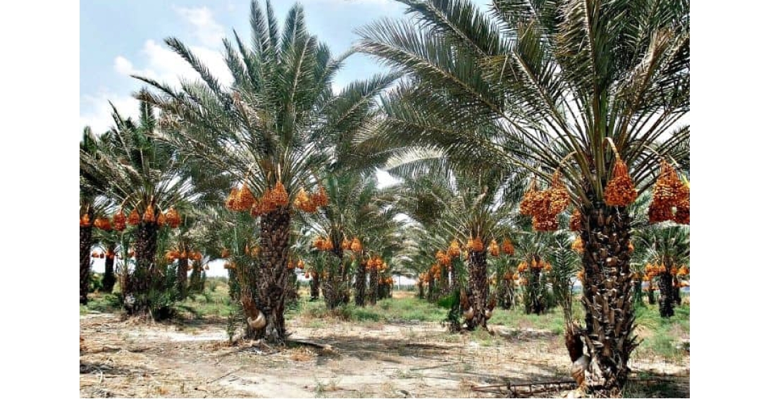 فصل برداشت خرما