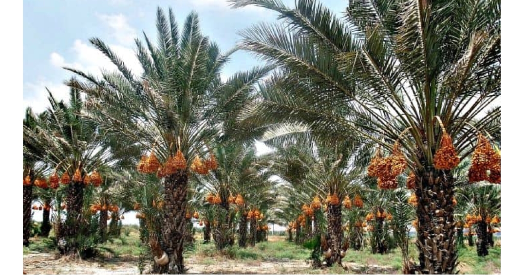 Harvest Season of Iranian Dates