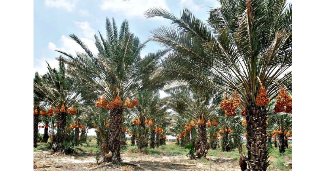 Сезон сбора урожая фиников в Иране